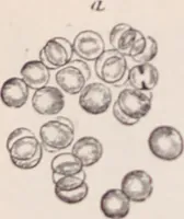 An illustration from The microscope and its revelations (1891)