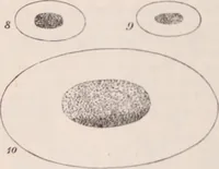 An illustration from The microscope and its revelations (1891)