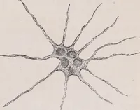 An illustration from The microscope and its revelations (1891)