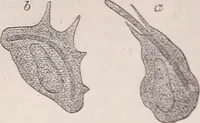 An illustration from The microscope and its revelations (1891)