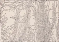 An illustration from The microscope and its revelations (1891)