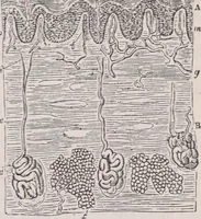 An illustration from The microscope and its revelations (1891)