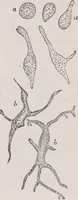 An illustration from The microscope and its revelations (1891)