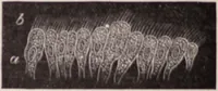 An illustration from The microscope and its revelations (1891)