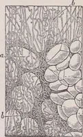 An illustration from The microscope and its revelations (1891)