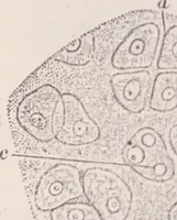 An illustration from The microscope and its revelations (1891)