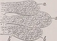 An illustration from The microscope and its revelations (1891)