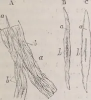 An illustration from The microscope and its revelations (1891)