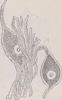 An illustration from The microscope and its revelations (1891)