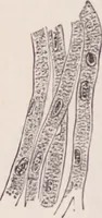 An illustration from The microscope and its revelations (1891)