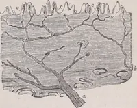 An illustration from The microscope and its revelations (1891)