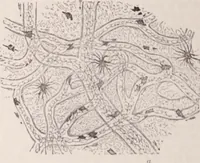An illustration from The microscope and its revelations (1891)