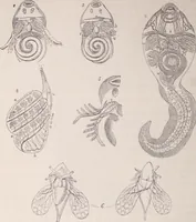 An illustration from The microscope and its revelations (1891)