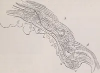 An illustration from The microscope and its revelations (1891)