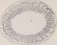 An illustration from The microscope and its revelations (1891)