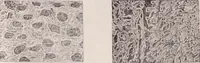 An illustration from The microscope and its revelations (1891)