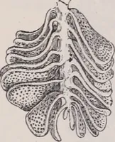 An illustration from The microscope and its revelations (1891)