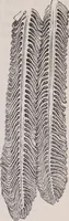 An illustration from The microscope and its revelations (1891)