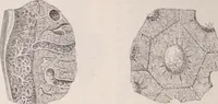 An illustration from The microscope and its revelations (1891)