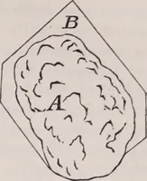 An illustration from The microscope and its revelations (1891)