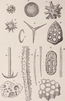 An illustration from The microscope and its revelations (1891)