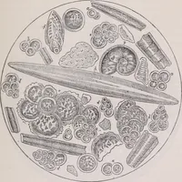 An illustration from The microscope and its revelations (1891)