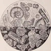 An illustration from The microscope and its revelations (1891)