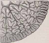 An illustration from The microscope and its revelations (1891)