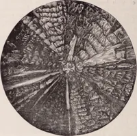 An illustration from The microscope and its revelations (1891)