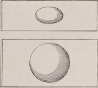 An illustration from The microscope and its revelations (1891)