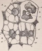 An illustration from The microscope and its revelations (1891)