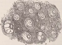 An illustration from The microscope and its revelations (1891)