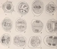 An illustration from The microscope and its revelations (1891)
