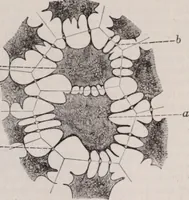 An illustration from The microscope and its revelations (1891)
