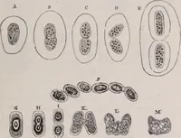 An illustration from The microscope and its revelations (1891)