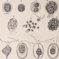 An illustration from The microscope and its revelations (1891)