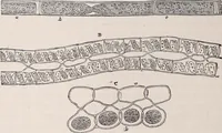 An illustration from The microscope and its revelations (1891)