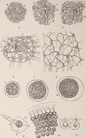 An illustration from The microscope and its revelations (1891)