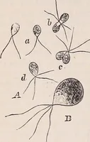 An illustration from The microscope and its revelations (1891)