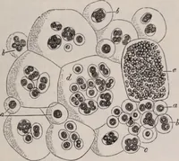 An illustration from The microscope and its revelations (1891)