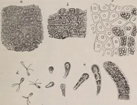 An illustration from The microscope and its revelations (1891)