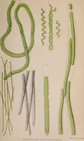 An illustration from The microscope and its revelations (1891)