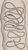 An illustration from The microscope and its revelations (1891)