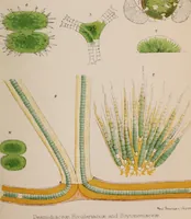 An illustration from The microscope and its revelations (1891)
