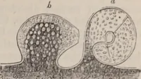 An illustration from The microscope and its revelations (1891)