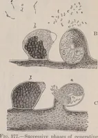 An illustration from The microscope and its revelations (1891)