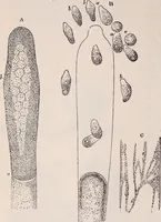 An illustration from The microscope and its revelations (1891)