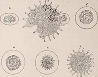 An illustration from The microscope and its revelations (1891)