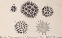 An illustration from The microscope and its revelations (1891)
