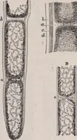 An illustration from The microscope and its revelations (1891)